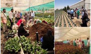 تطبيقا لمنهاج التدريب الصيفي.. جامعة كركوم تنظم لطلبتها زيارات ميدانية الى مشاريع زراعية